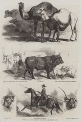 Animals at the Florence Exhibition